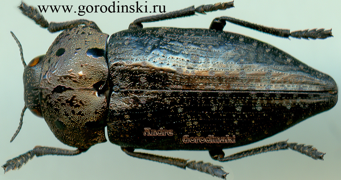 http://www.gorodinski.ru/buprestidae/Capnodis tenebricosa.jpg